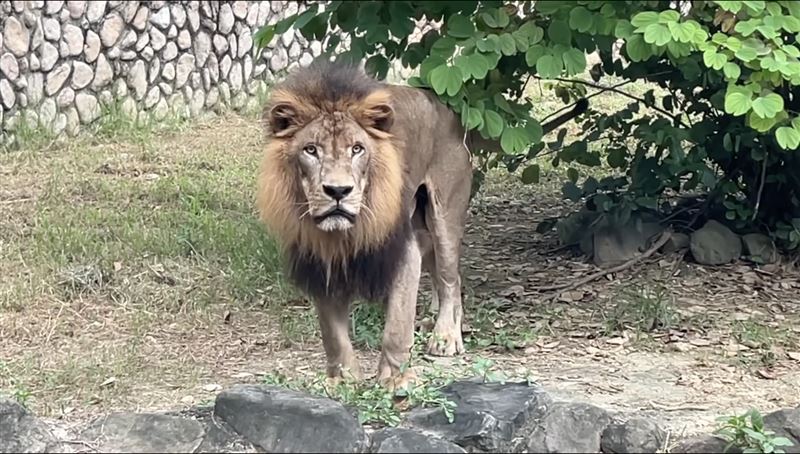獅子內建鬧鐘！下午4：50一齊獅吼趕客人