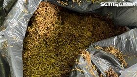 海巡署台中查緝隊雲林、台中查獲私菸工廠。（圖／翻攝畫面）