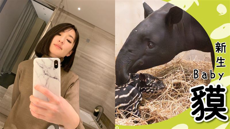 動物園親點柯佳嬿取名　3字回應網笑翻