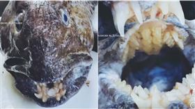 Roman Fedortsov,深海魚,狼鰻,鰻狼魚,俄羅斯,刺客教條,國家地理雜誌