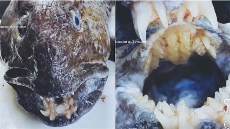 深海怪魚現蹤！口內尖牙連上顎都整排長齒