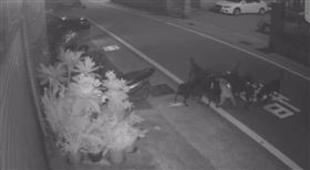 苗栗兇猛流浪狗群圍捕貓咪　恐怖畫面曝光（圖／翻攝畫面）