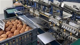 進口蛋,發霉,泰國,農委會(農委會提供)