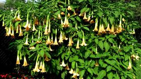 新冠肺炎,大花曼陀羅,符水,公廟,中毒