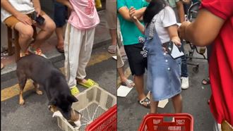 飼主賣小狗湊學費…狗媽媽趁不注意叼起逃