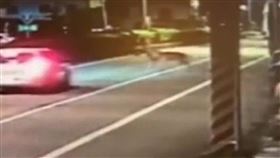 宜蘭,馬,肇事,車禍