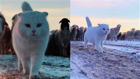 羊群,牧羊犬,綿羊,貓咪,馴服,整隊,（圖／翻攝自呼倫貝爾杜抖音）