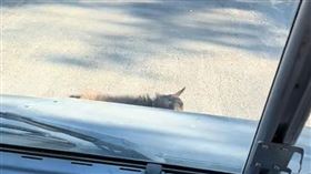 山羊,寵物,亞馬遜,The Dodo,艾瑞克,外送員,貓耳,狗身（圖／翻攝自抖音）