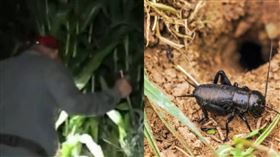 中國,山東,蟋蟀,