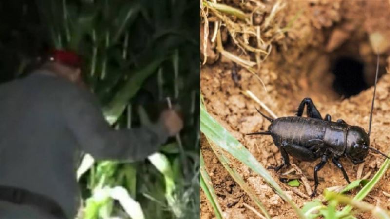 「蟋蟀獵人」玉米地掏金　月收入破40萬
