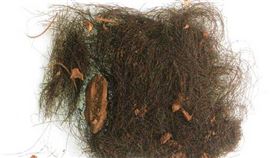 藥物,興奮劑,頭髮,基因,西班牙,巴利亞多利德大學,奧茲奧斯本,朵思（圖／翻攝自《科學報告》）