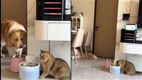 邊境牧羊犬,貓咪,示範,喝水,躲遠處,安心（圖／翻攝自微博）