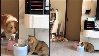 邊牧示範喝水…躲遠處看到貓貓喝才安心了