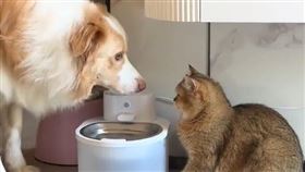 邊境牧羊犬,貓咪,示範,喝水,躲遠處,安心（圖／翻攝自微博）