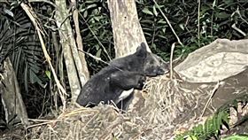 花蓮卓溪2少年爬山  發現受困台灣黑熊（1）花蓮卓溪鄉2名少年族人27日下午爬山時，聽見動物叫聲，細看發現竟是台灣黑熊，立即通報林業署花蓮分署，分署隨即啟動救援。（林業及自然保育署花蓮分署提供）中央社記者李先鳳傳真  112年8月28日