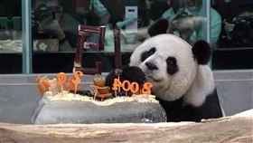 19歲圓圓「按慣例」打翻生日蛋糕（動物園提供）