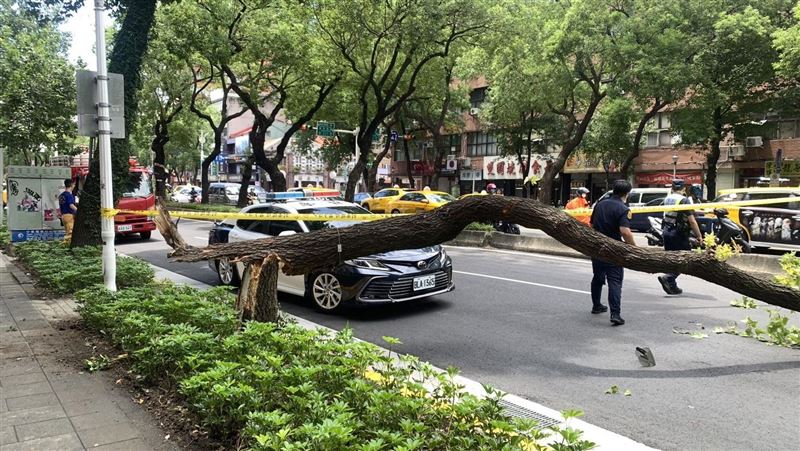 路樹倒塌砸死騎士　北市府曝最高賠6百萬