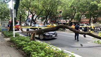 男騎士遭13公尺路樹砸死　家屬怒告北市府