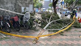 大安區六張犁捷運站大樹倒塌。（圖／翻攝畫面）