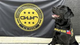 台灣第一隻電子產品偵測犬美國非營利組織O.U.R.捐贈，台灣第一隻電子產品偵測犬Wafer（圖）8月11日在美國完成受訓。（駐洛杉磯辦事處/警政署提供）中央社記者林宏翰傳真  112年8月31日