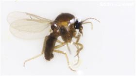 東海大學研發大面積防治小黑蚊良方。（圖／東海大學提供）