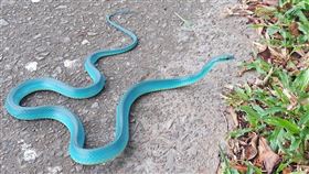 Tiffany藍蛇出沒！網驚呼：美到像被加工　（圖／翻攝自野生蛇相社團）