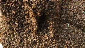 高雄路邊見「大群蜜蜂」快淹沒機車。（圖／民眾提供）