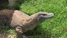 噩耗,科摩多龍,保育員,園方,台南市頑皮世界野生動物園,喵喵（圖／翻攝自園方臉書）