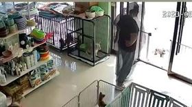 品種,三花貓,貓咪,河北,中國,米克斯（圖／翻攝自微博）