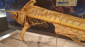 手賤男「掰斷標本1根魚刺」被監視器全拍！博物館：維修費破萬（圖／封面新聞）