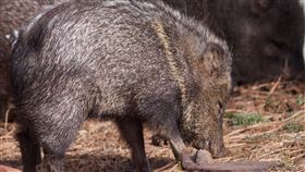 野豬　（圖／Pxhere）