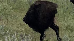 全景模式,野牛,生物,獅頭,Custer State Park,The Dodo,Jennifer Gray（圖／翻社自《The Dodo》）