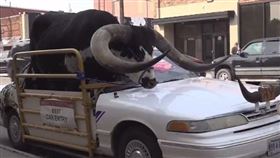 這名駕駛讓瓦圖西長角牛站在副駕駛座上路，龐大身軀跟巨大的牛角露出車窗外讓用路人大吃一驚。（翻攝X@DailyLoud）