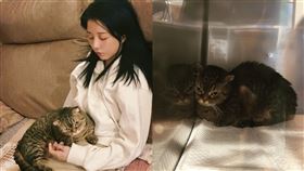 貓咪,腫瘤,邵雨薇,癱軟,開刀,急診（圖／翻攝自邵雨薇FB）