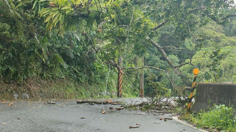 清水地熱路樹倒塌釀跳電　清水橋車輛管制
