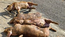 流浪犬,嘉義縣,沿海地區,布袋鎮,豬舍,農舍