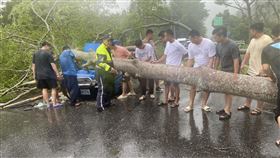 花蓮,路樹倒塌,受困,車禍