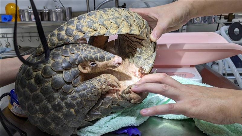 二級保育穿山甲現蹤　新竹動物園救治野放