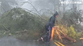 海葵顛峰登陸！東河鄉樹狂被吹斷「血滴子飛來飛去」（圖／翻攝畫面）