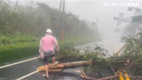 海葵顛峰登陸！東河鄉樹狂被吹斷「血滴子飛來飛去」（圖／翻攝畫面）