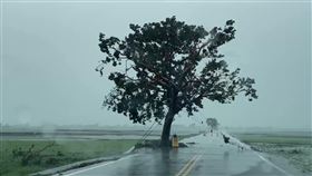 颱風過後金城武樹變瘦颱風海葵帶來逾10級強陣風，台東金城武樹因池上鄉公所事前用繩索穩固，僅有樹枝斷裂，遠看好像瘦了一圈。（民眾提供）中央社記者盧太城台東傳真  112年9月4日