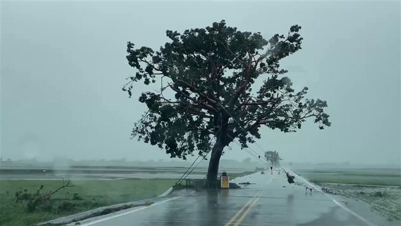 颱風後金城武樹變瘦了　台東逾萬戶仍停電