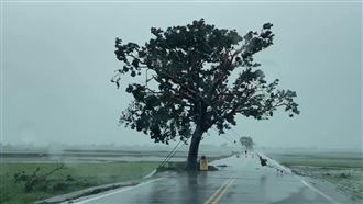 颱風後金城武樹變瘦了　台東逾萬戶仍停電