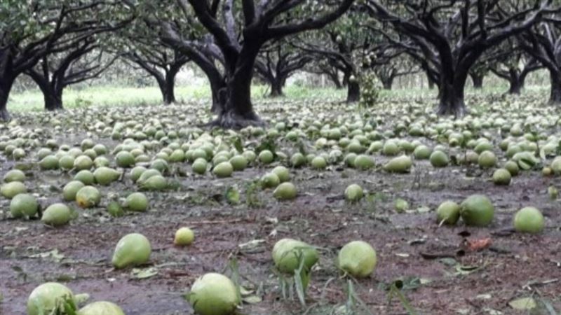 海葵台東登陸　文旦肚臍柑遭強襲農民慘