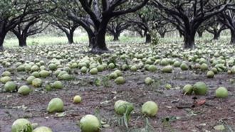 海葵台東登陸　文旦肚臍柑遭強襲農民慘