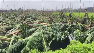 「海葵」登陸強襲台東　香蕉園慘狀曝光