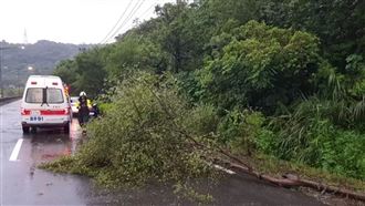 強風吹倒樹木占車道　男騎士閃避不及慘摔