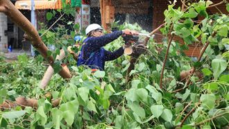 海葵狂虐！高雄市500樹塌、1萬戶停電