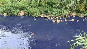 湖口,德盛溪,染色,魚群,暴斃（圖／翻攝畫面）