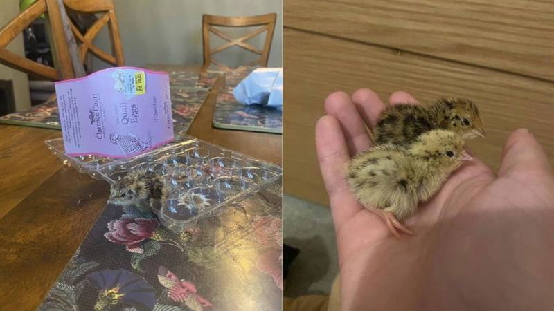 少女買鵪鶉蛋「竟孵出2隻鳥」　全家傻眼